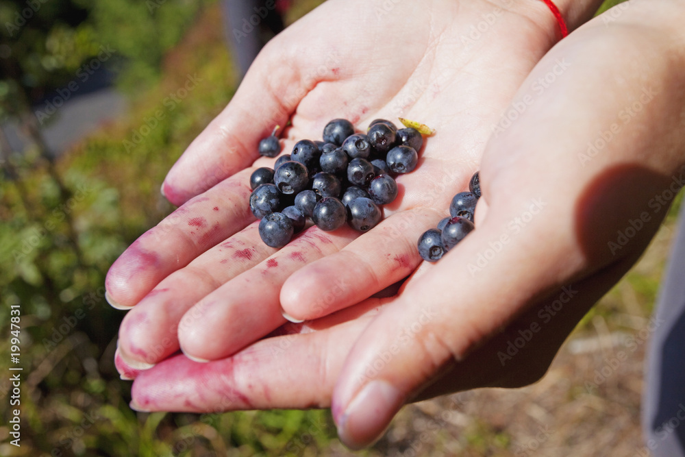 hands holding wild blueberries hands holding wild blueberries