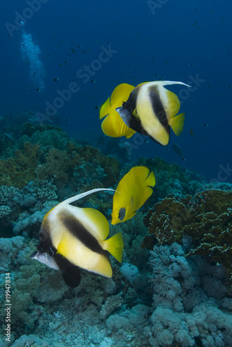 Colourful tropical fish