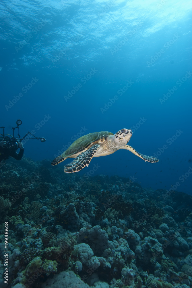 Obraz premium Hawksbill Sea Turtle