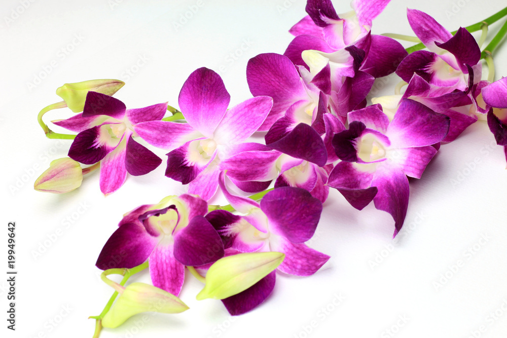 dendrobium phalaenopsis dendrobium phalaenopsis