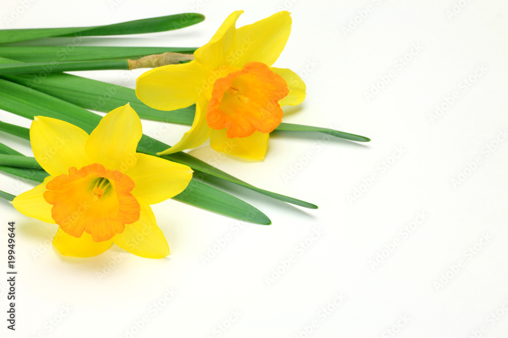 narcissus narcissus