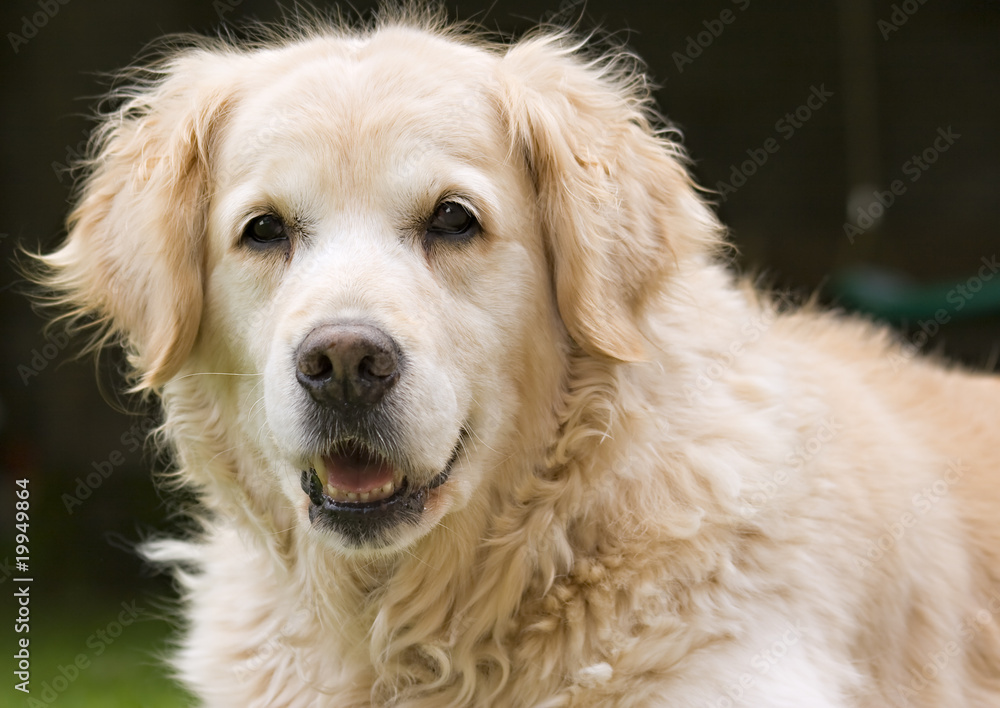 Golden retriever