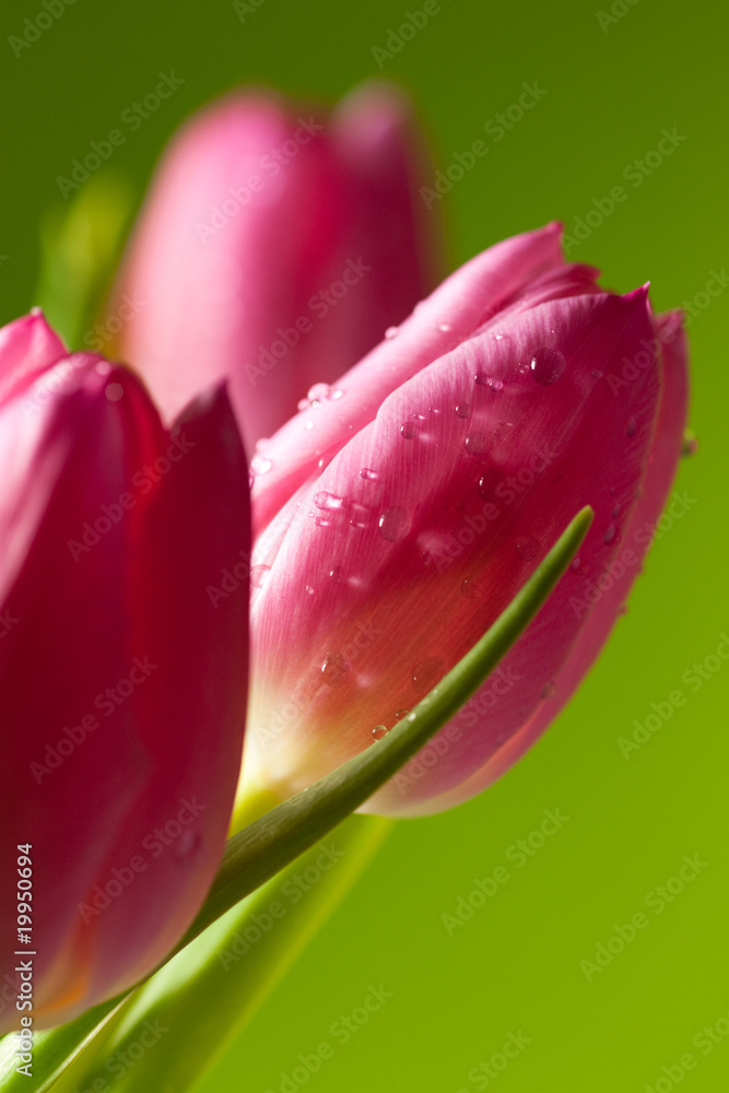 Fototapeta premium tulips on green