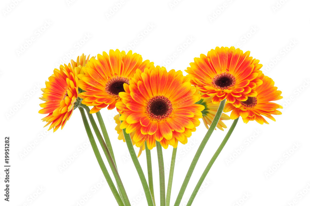 Gerber flowers isolated on white. Gerber flowers isolated on white.