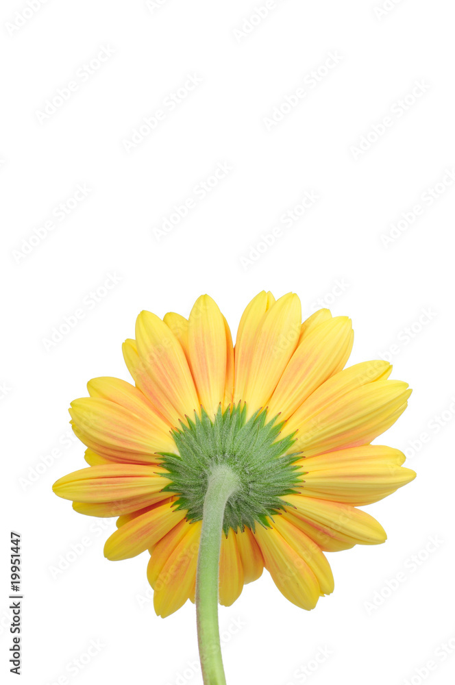 Gerber flower isolated on white Gerber flower isolated on white