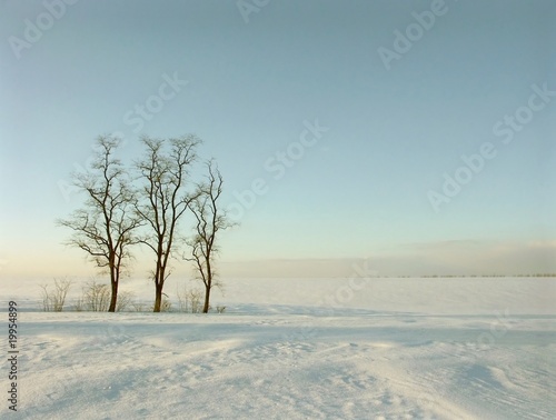Winter landscape at sunrise with the bare trees of the field © Aniszewski