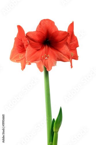Fototapeta Naklejka Na Ścianę i Meble -  Amaryllis