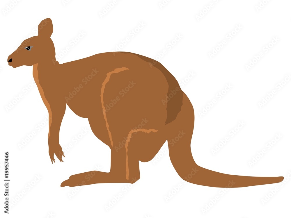 kangaroo kangaroo