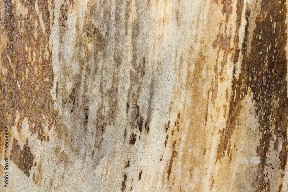 Fototapeta premium Wood textured background