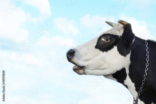 Funny smiling black and white cow on a blue clear background
