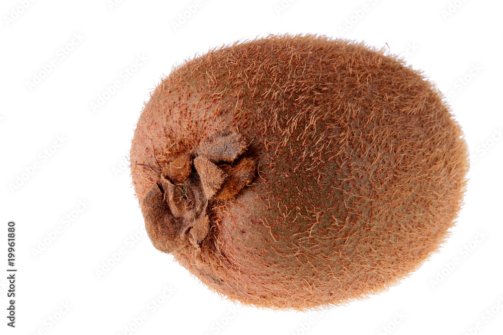 Fototapeta premium Kiwi