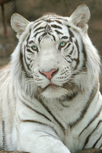 Fototapeta Naklejka Na Ścianę i Meble -  White Tiger 2010