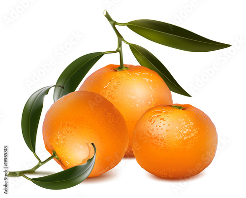 Fresh tangerine fruits with green leaves.