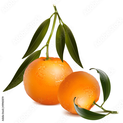 Photo-realistic vector. Fresh tangerine with green leaves.