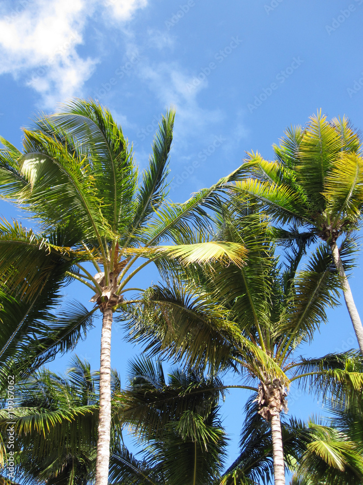 Palm trees Palm trees