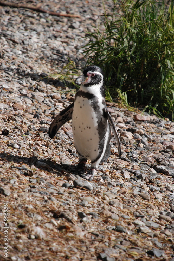 Naklejka premium Le manchot
