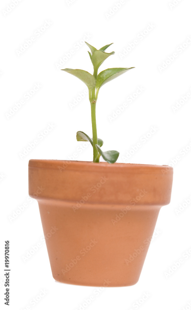 Obraz premium seedling in flowerpot