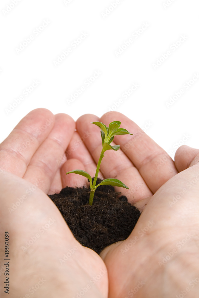 Green plant in hands isolated on white Green plant in hands isolated on white