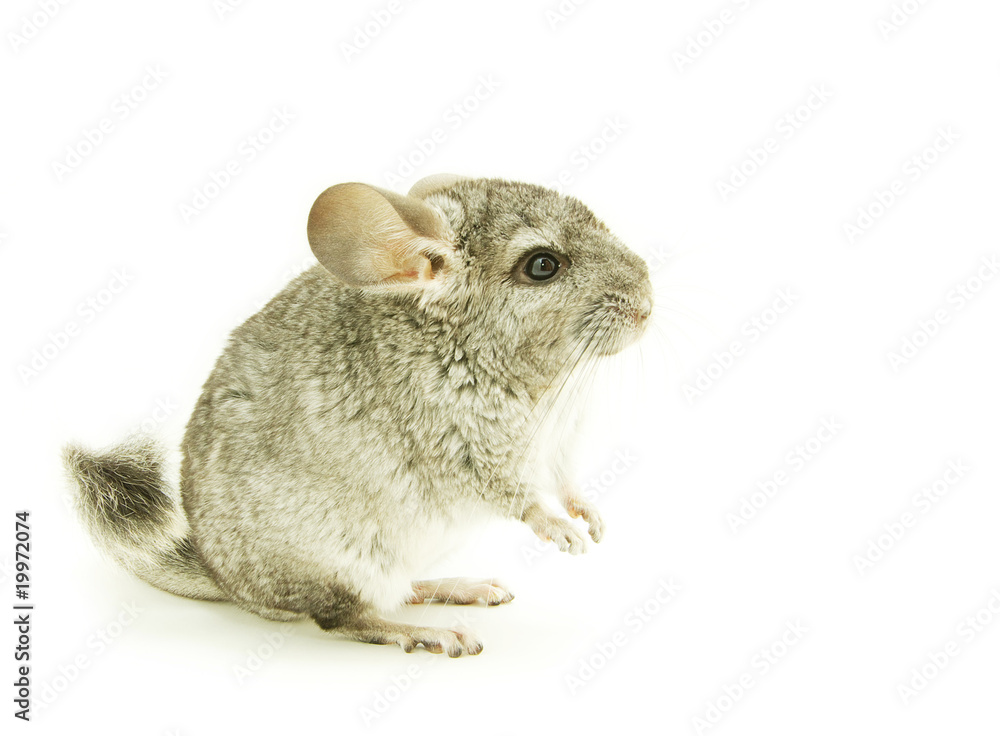 Obraz premium chinchilla