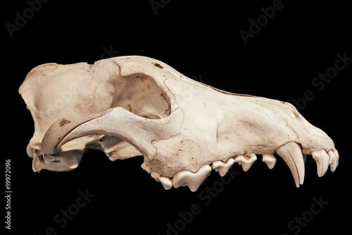Skull of a wolf (Canis lupus) isolated on black, profile