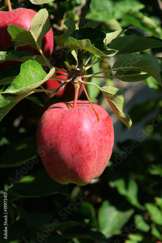 Apfel am Baum - apple on tree 129