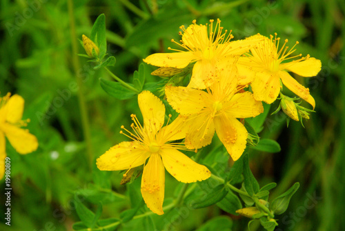 Johanniskraut - St Johns wort 17 photo