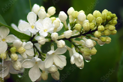 Close-up branch of white lilac in the garden