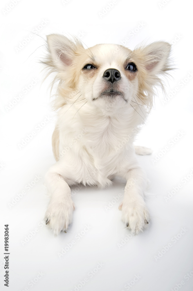 Winking chihuahua puppy lying on white Winking chihuahua puppy lying on white