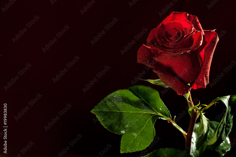 Fototapeta premium red rose on dark background