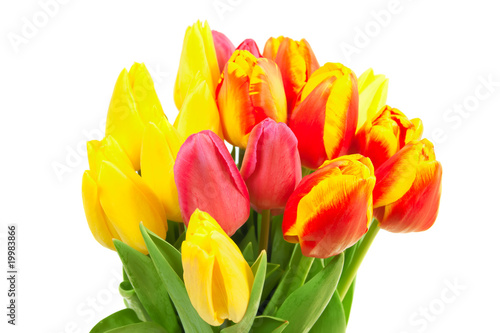 spring tulips isolated