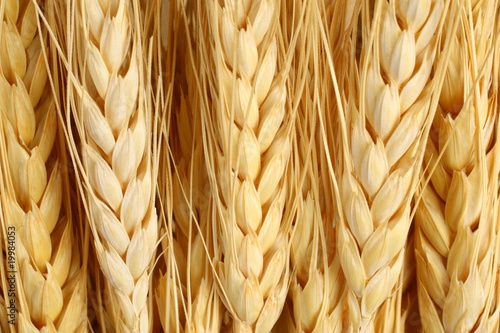Golden wheat spikelets macro closeup