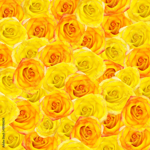 Beautiful background from yellow and orange roses