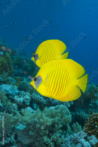 Vibrant yellow tropical fish