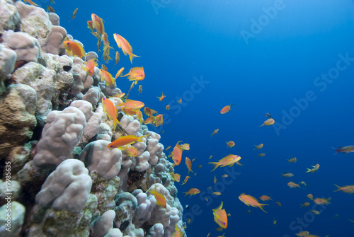 Gold Tropical fish and coral reef