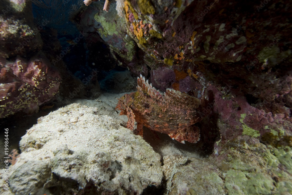 Fototapeta premium Bearded scorpionfish (scorpaenopsis barbata)