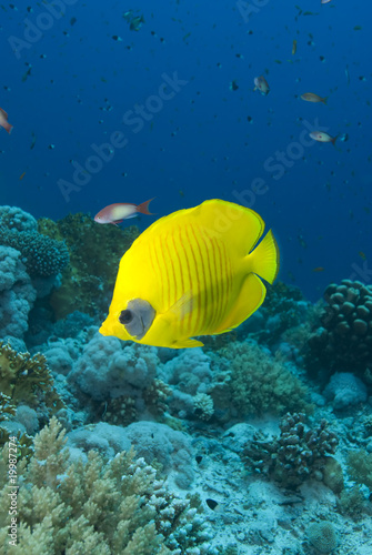 Vibrant yellow tropical fish © Mark Doherty