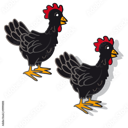 Poule Noire