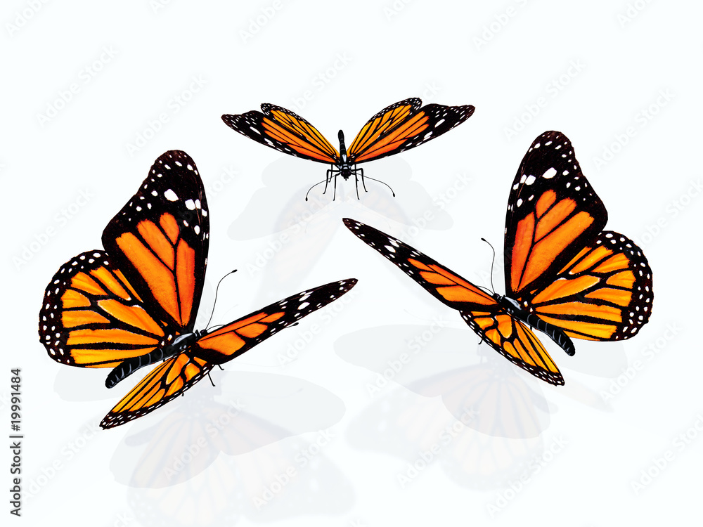 Naklejka premium Schmetterling