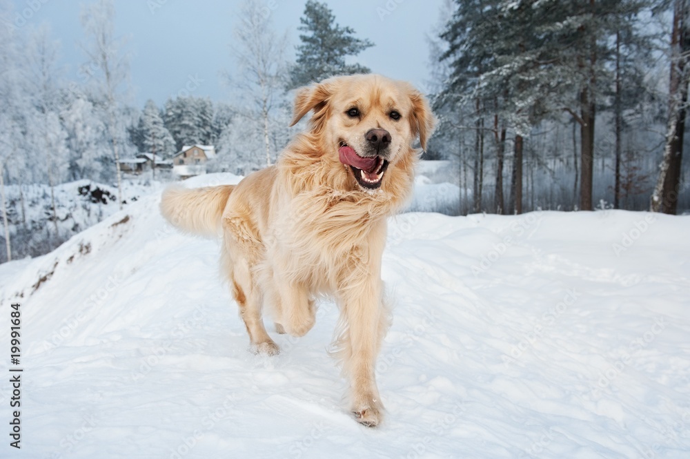 Golden retriever running in the snow . Golden retriever running in the snow .