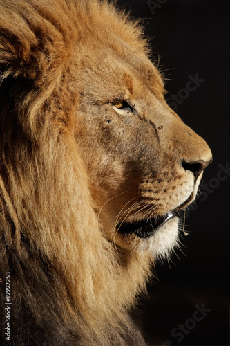 Fototapeta Naklejka Na Ścianę i Meble -  African lion (Panthera leo) against a black background