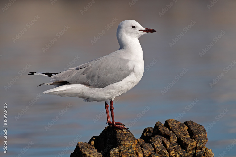 Hartlaub's gull (Larus hartlaubii), South Africa Hartlaub's gull (Larus hartlaubii), South Africa