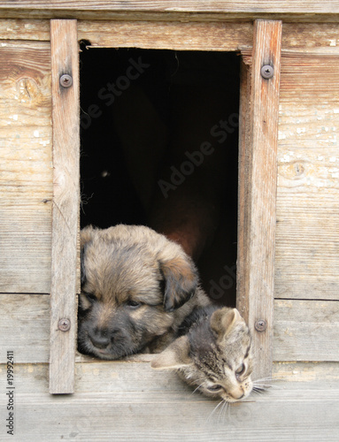 cat and dog at home photo