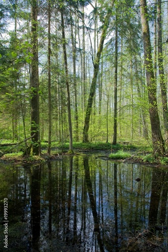 Springtime alder bog forest © Aleksander Bolbot