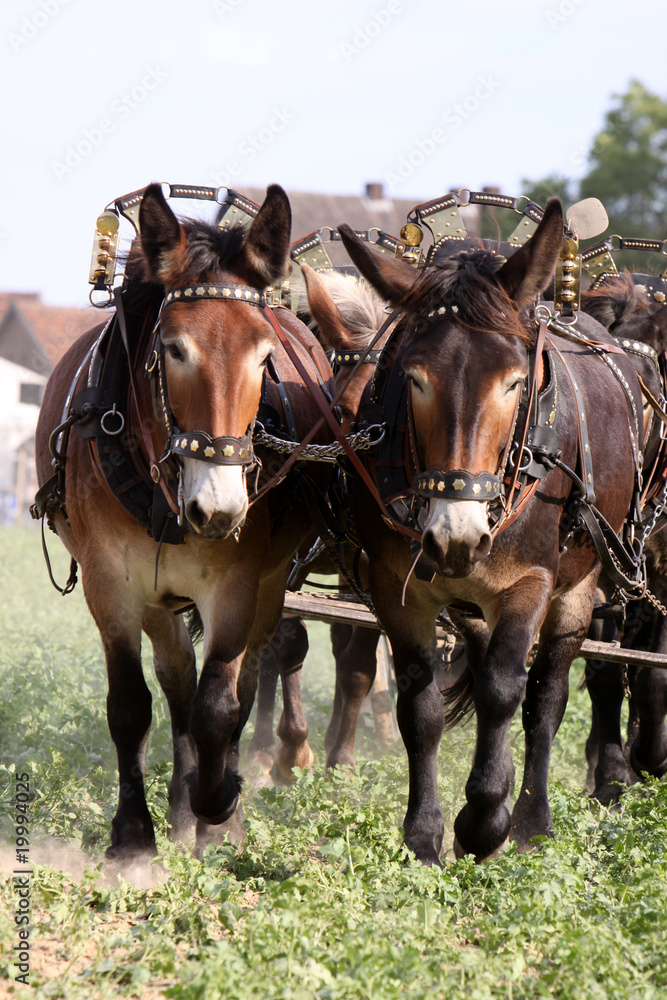 Fototapeta premium Maultiergespann