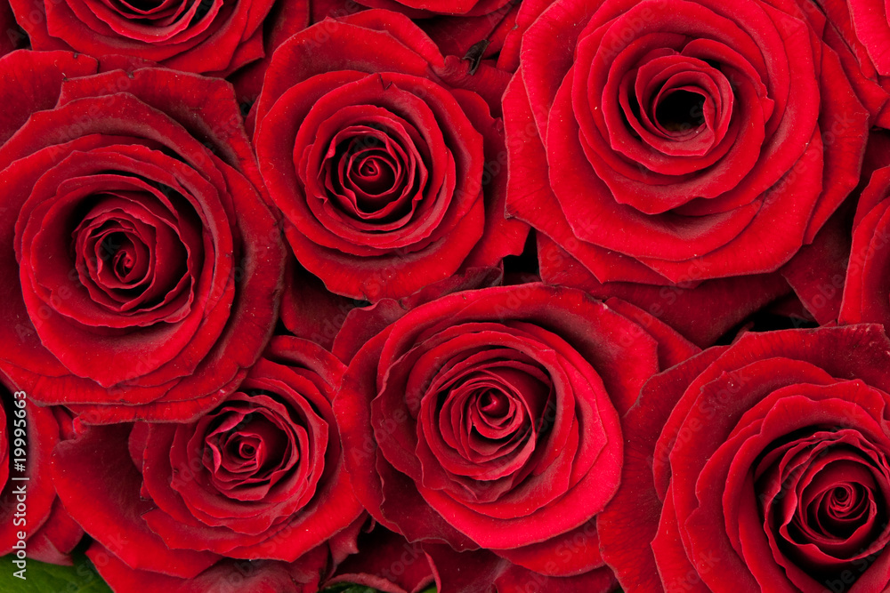 roses roses