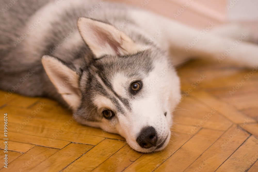 dog dog