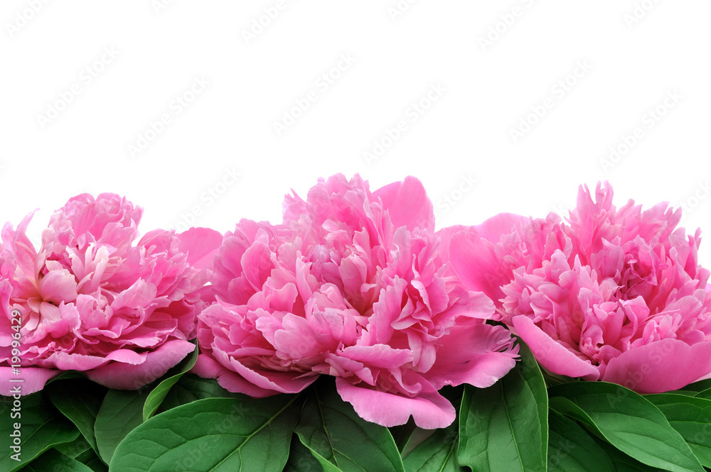 Fototapeta premium Peony over white background