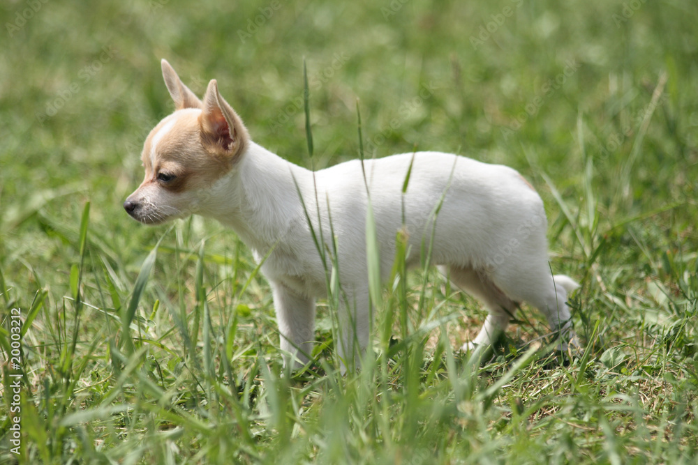 small chihuahua small chihuahua