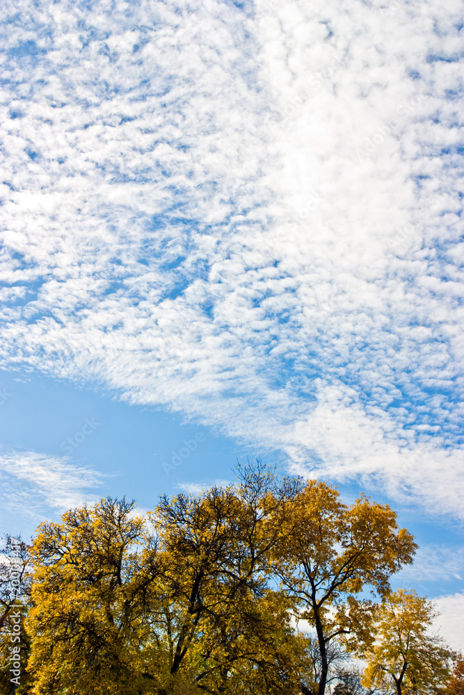 Yellow trees in the autumn Yellow trees in the autumn