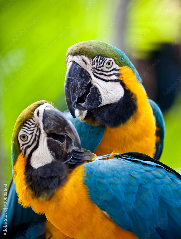 Fototapeta premium Piękna kolorowa papuga